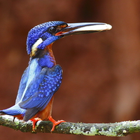 Buy canvas prints of  Blue-eared kingfisher m by Bhagwat Tavri