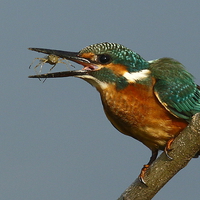 Buy canvas prints of  Common Kingfisher m by Bhagwat Tavri
