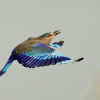 Buy canvas prints of  Indian Roller by Bhagwat Tavri