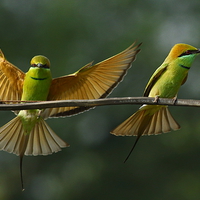 Buy canvas prints of  Green Bee-Eater by Bhagwat Tavri