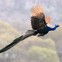 Buy canvas prints of  Indian peafowl m by Bhagwat Tavri