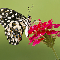 Buy canvas prints of Common  Lime Butterfly by Bhagwat Tavri