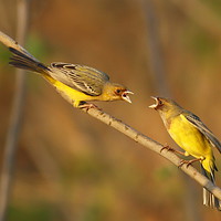 Buy canvas prints of Red Headed BUNTING m by Bhagwat Tavri