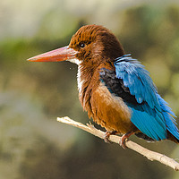Buy canvas prints of White-throated kingfisher by Bhagwat Tavri