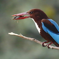 Buy canvas prints of White-throated kingfisher by Bhagwat Tavri