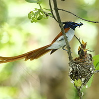 Buy canvas prints of Indian Paradise Flycatcher m with chicks.... by Bhagwat Tavri