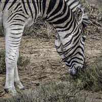 Buy canvas prints of Zebra grazing by Sylvia White