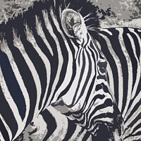 Buy canvas prints of zebra art by Sylvia White