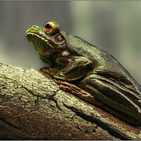 Buy canvas prints of Frog on a Log by Sylvia White