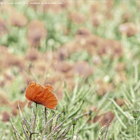 Buy canvas prints of The Poppy Field by Sylvia White