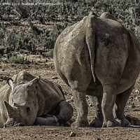 Buy canvas prints of resting rhinos by Sylvia White