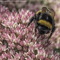 Buy canvas prints of bee by Sylvia White