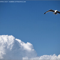 Buy canvas prints of A bird flying in the sky by Sylvia White