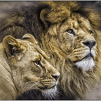 Buy canvas prints of Pride by Sylvia White