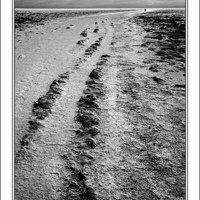 Buy canvas prints of The long walk by Steve White