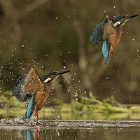 Buy canvas prints of Kingfisher  by Mark Kyte