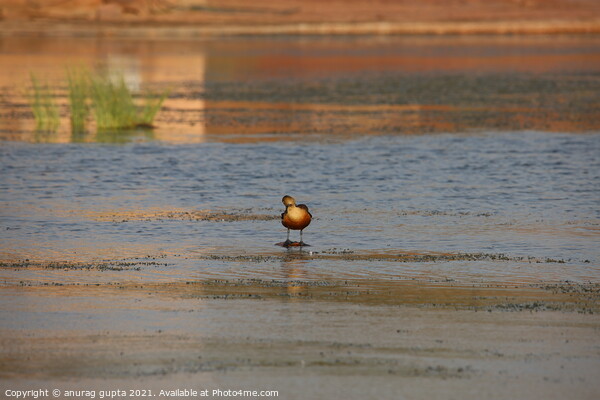 Whistling Duck Picture Board by anurag gupta