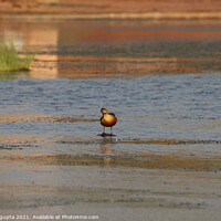 Buy canvas prints of Whistling Duck by anurag gupta
