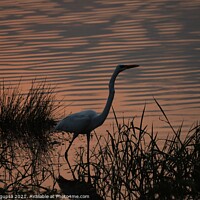 Buy canvas prints of Great Egret at sunset by anurag gupta