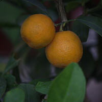 Buy canvas prints of Two Chinese oranges by anurag gupta