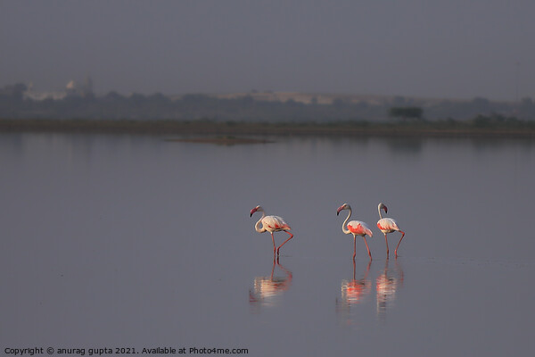 Flamingo Picture Board by anurag gupta