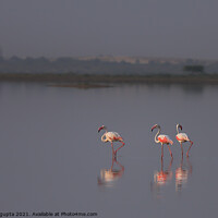 Buy canvas prints of Flamingo by anurag gupta