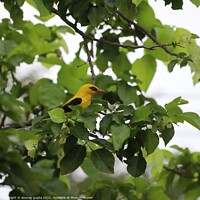 Buy canvas prints of The Golden Oriole by anurag gupta