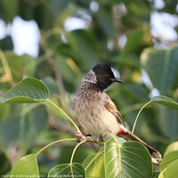 Buy canvas prints of Red Whiskered Bulbul by anurag gupta