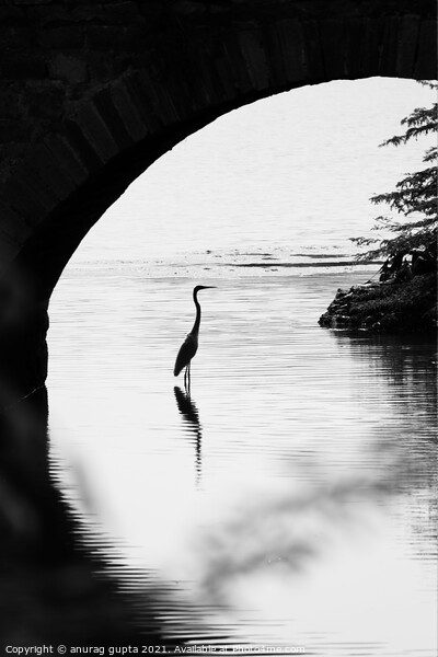 Bird under a bridge Picture Board by anurag gupta