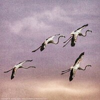 Buy canvas prints of flight of flamingos by anurag gupta
