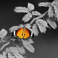 Buy canvas prints of Plain Tiger Butterfly by anurag gupta
