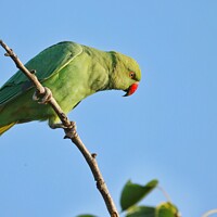 Buy canvas prints of parrot by anurag gupta