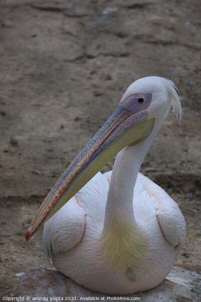 Australian Pelican Picture Board by anurag gupta