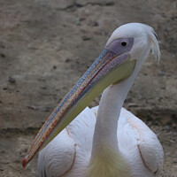 Buy canvas prints of Australian Pelican by anurag gupta
