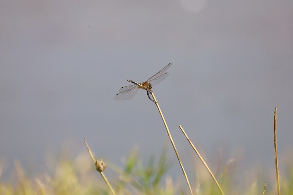 Dragon fly Picture Board by anurag gupta