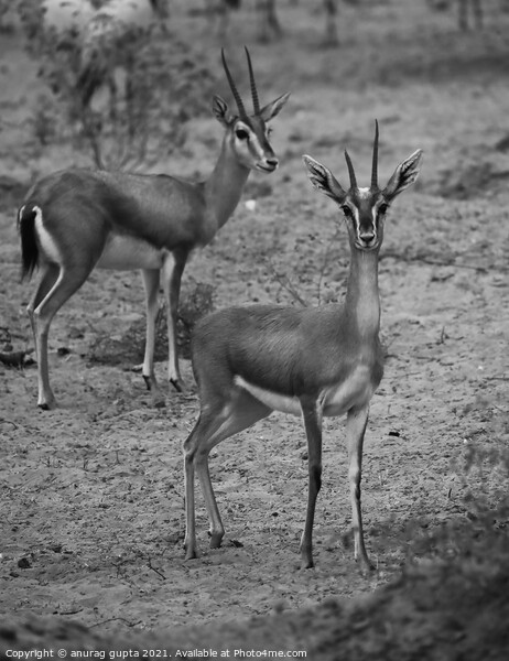 Indian Gazelle Picture Board by anurag gupta