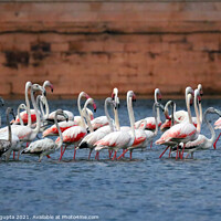Buy canvas prints of Flamingos by anurag gupta