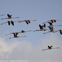 Buy canvas prints of flying flamingos  by anurag gupta