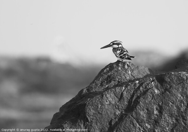 pied kingfisher Picture Board by anurag gupta