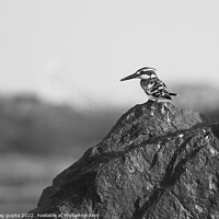 Buy canvas prints of pied kingfisher by anurag gupta