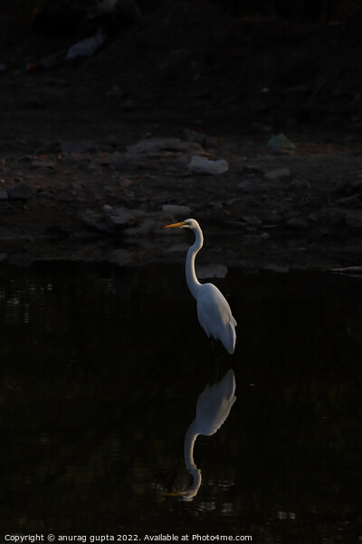 Great egret Picture Board by anurag gupta