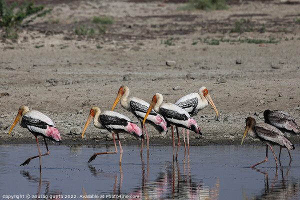 Painted Storks (01) Picture Board by anurag gupta