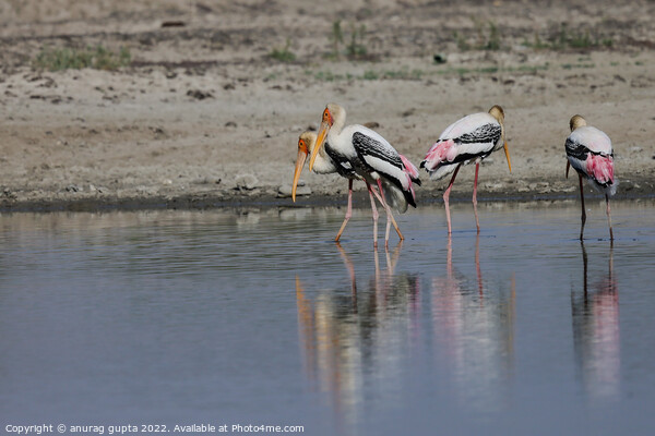 Painted Storks (02) Picture Board by anurag gupta