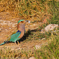Buy canvas prints of Indian Roller by anurag gupta