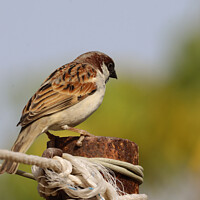 Buy canvas prints of sparrow by anurag gupta