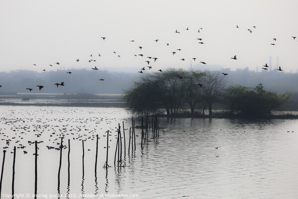 Okhla bird lake Picture Board by anurag gupta