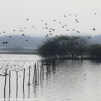 Buy canvas prints of Okhla bird lake by anurag gupta