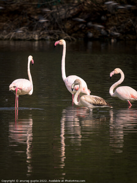 Flamingos Picture Board by anurag gupta