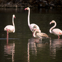 Buy canvas prints of Flamingos by anurag gupta