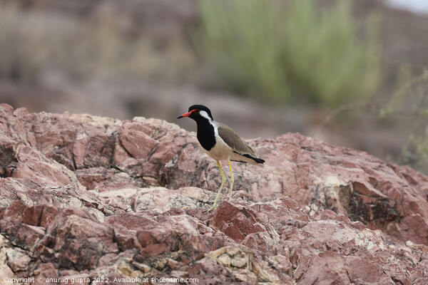 red wattled lapwing Picture Board by anurag gupta